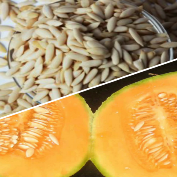 Muskmelon-seeds