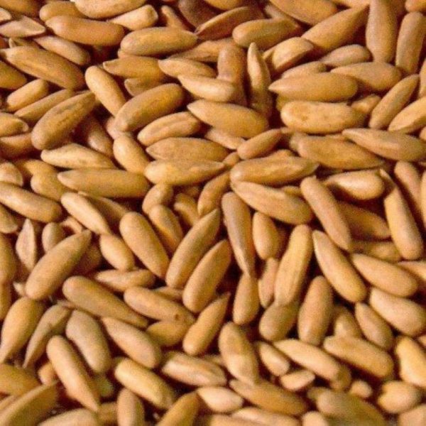 chilgoza (pine nuts)